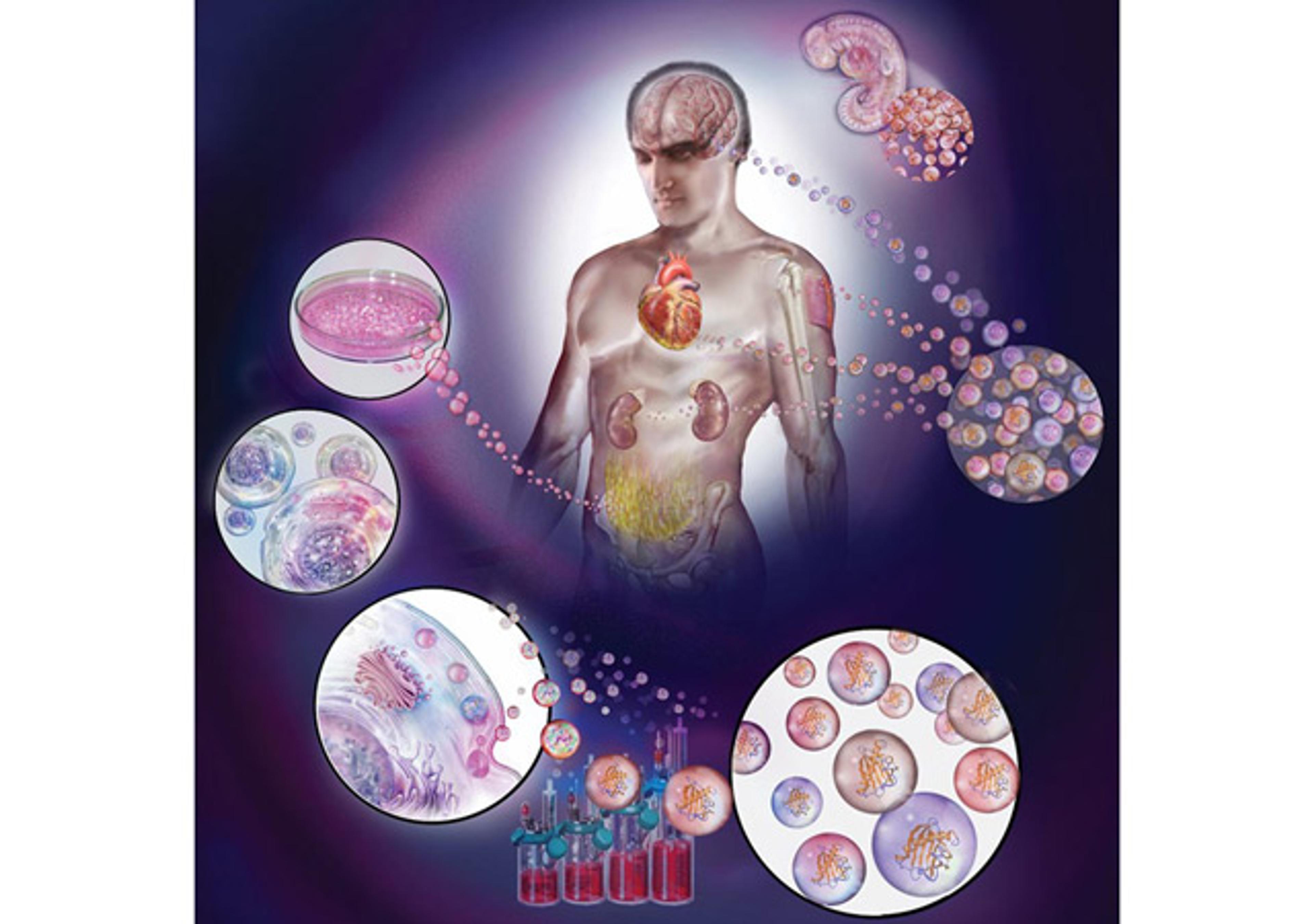 Exosome Isolation and Studies - BioIVT - Life Sciences
