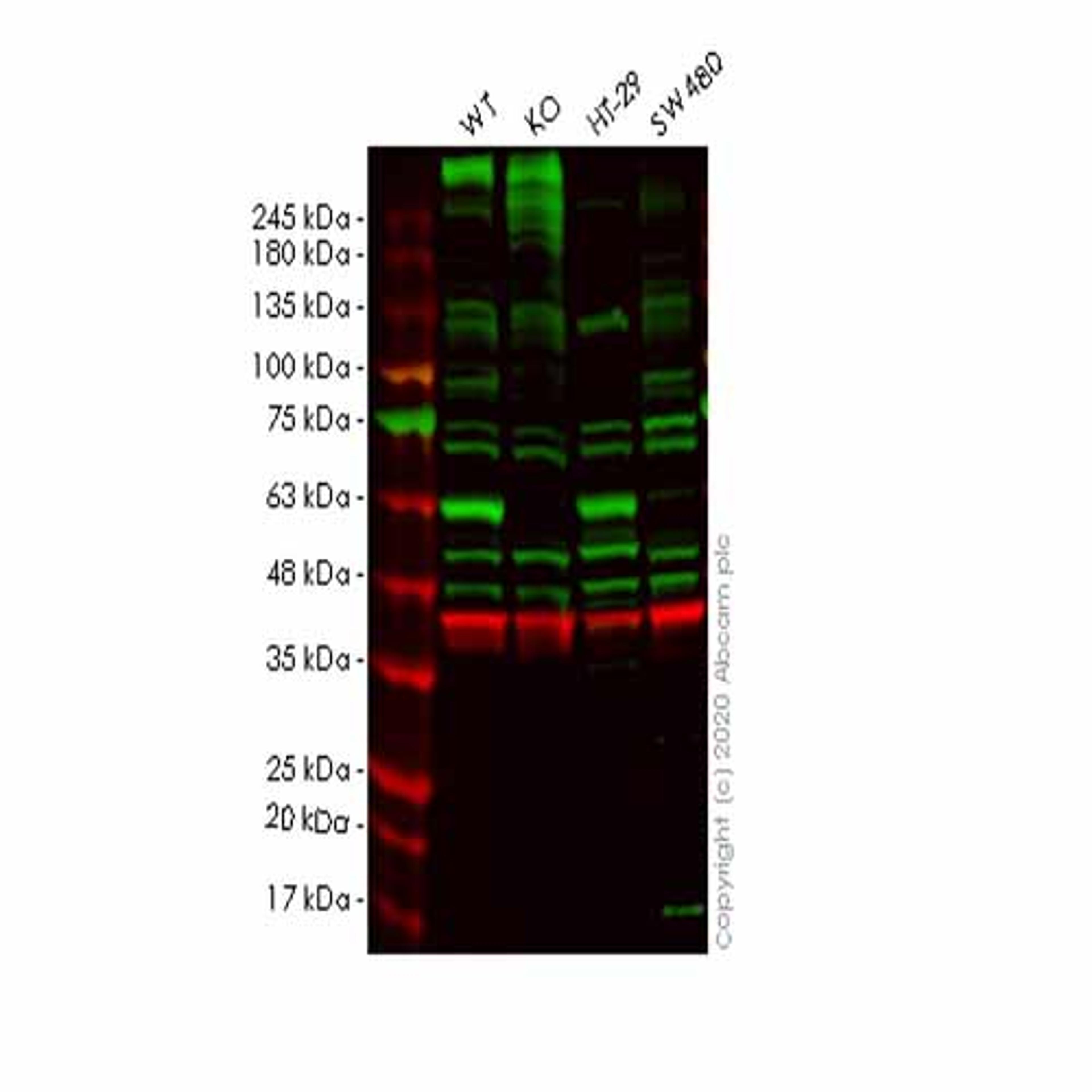 Human SELENBP1 (Selenium Binding Protein 1/SBP) knockout HeLa cell line - Abcam plc - Life Sciences