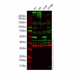 Human SELENBP1 (Selenium Binding Protein 1/SBP) knockout HeLa cell line - Abcam plc - Life Sciences