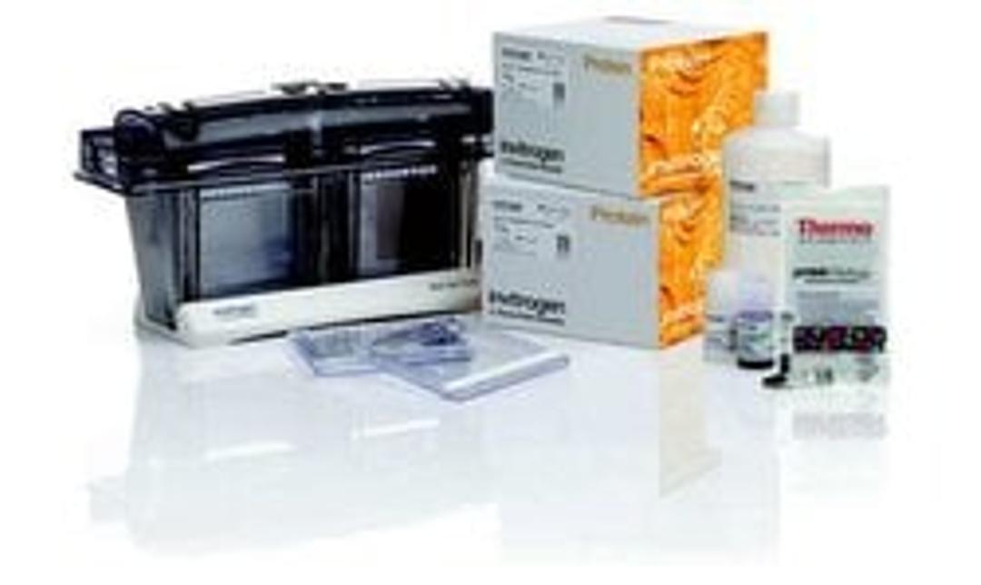 Invitrogen™ NuPAGE™ Bis-Tris Protein Gels - Thermo Fisher Scientific - Life Sciences