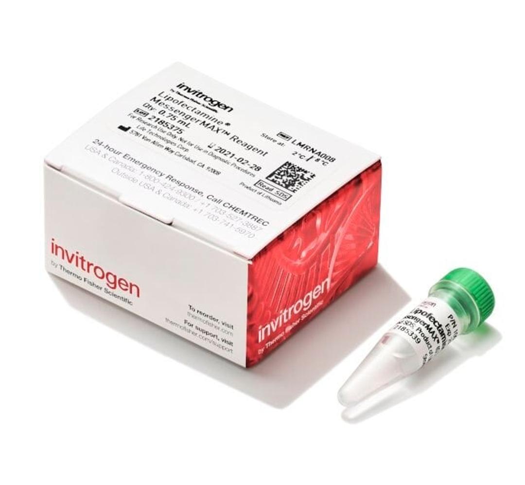 Invitrogen™ Lipofectamine™ MessengerMAX™ Transfection Reagent - Thermo Fisher Scientific