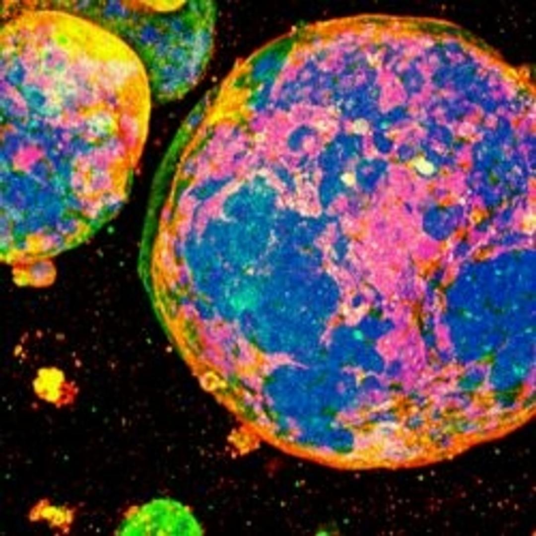 MatriMix - AMSBIO - Life Sciences