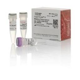 Invitrogen™ SuperScript™ II Reverse Transcriptase - Thermo Fisher Scientific