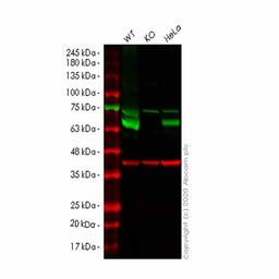 Human CARM1 knockout HEK293T cell line - Abcam plc - Life Sciences