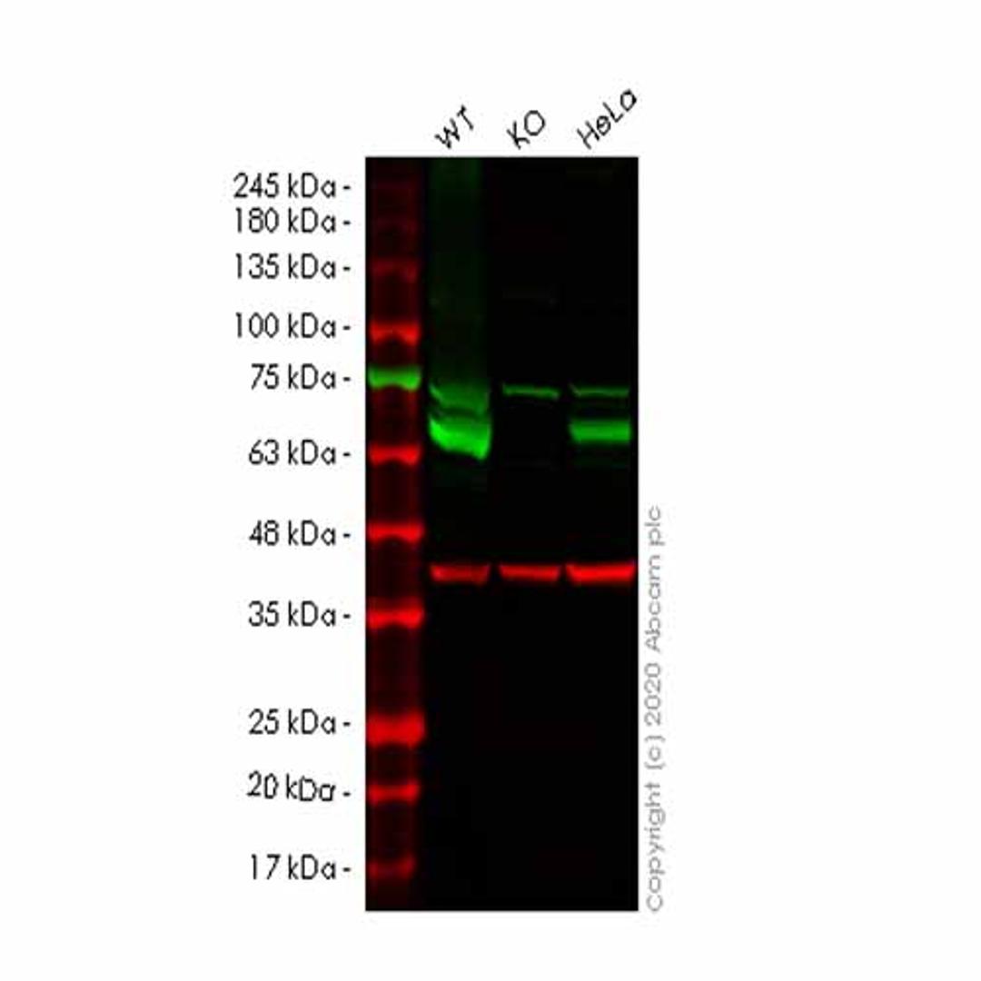 Human CARM1 knockout HEK293T cell line - Abcam plc - Life Sciences