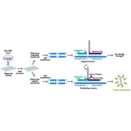 Guide-it™ SNP Screening Kit - Takara Bio - Life Sciences