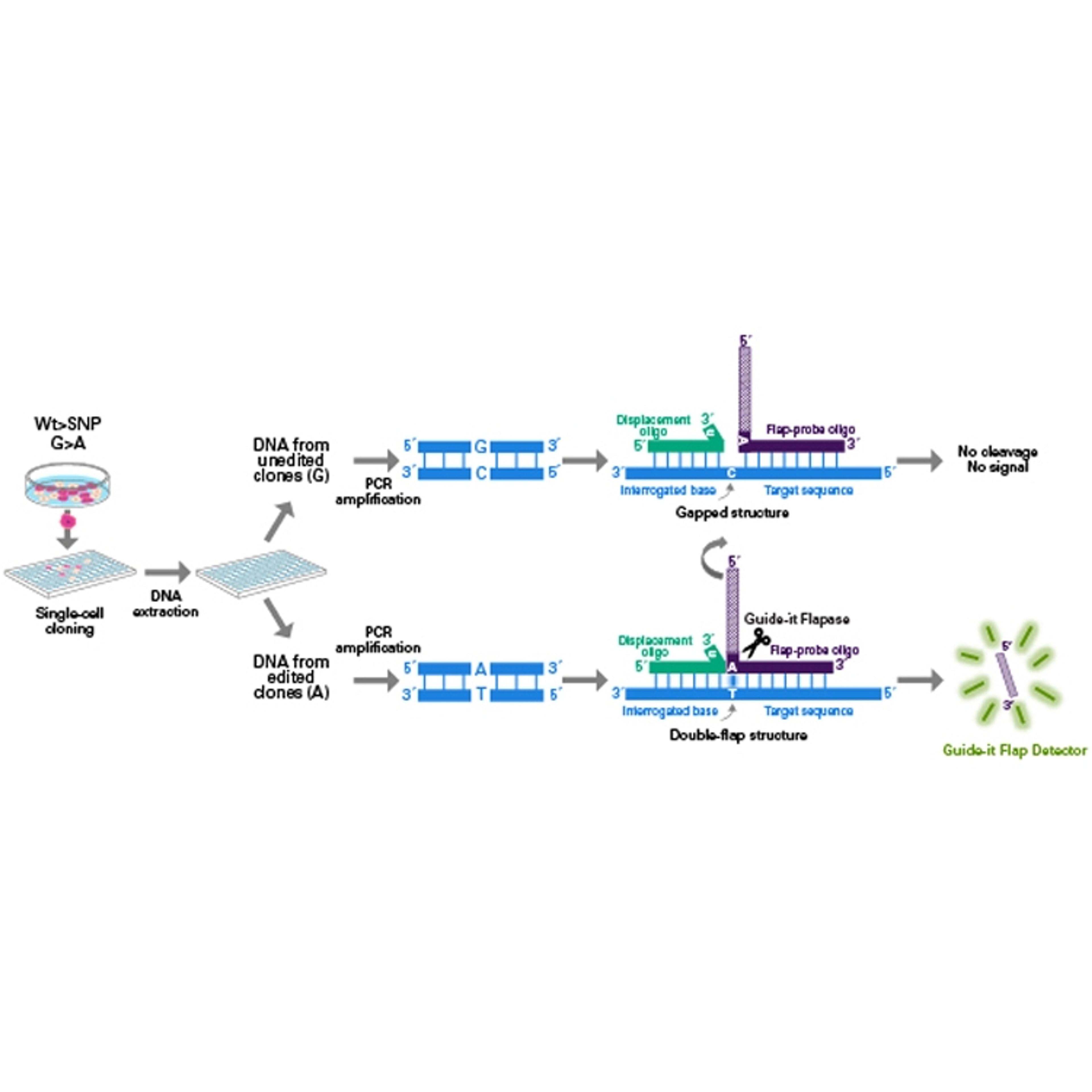 Guide-it™ SNP Screening Kit - Takara Bio - Life Sciences