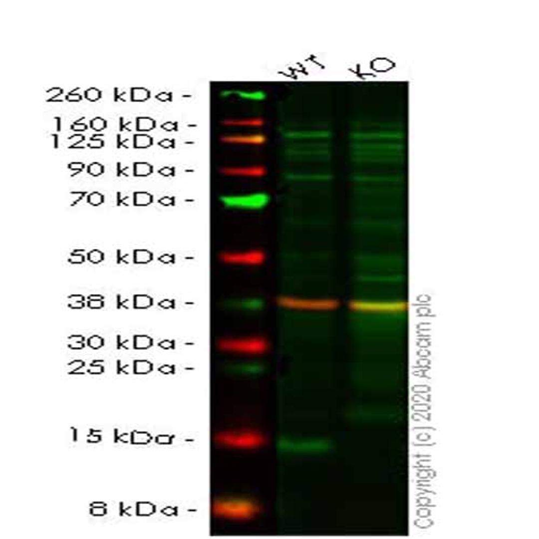 Human LGALS1 (Galectin 1) knockout HEK293T cell line - Abcam plc - Life Sciences