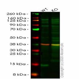 Human LGALS1 (Galectin 1) knockout HEK293T cell line - Abcam plc - Life Sciences