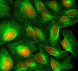 merged DRAQfx nuclei AF488-tubulin