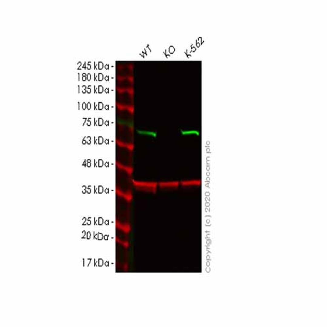 Human CSTF2 (CstF-64) knockout HeLa cell line - Abcam plc - Life Sciences