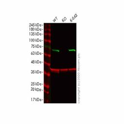 Human CSTF2 (CstF-64) knockout HeLa cell line - Abcam plc - Life Sciences