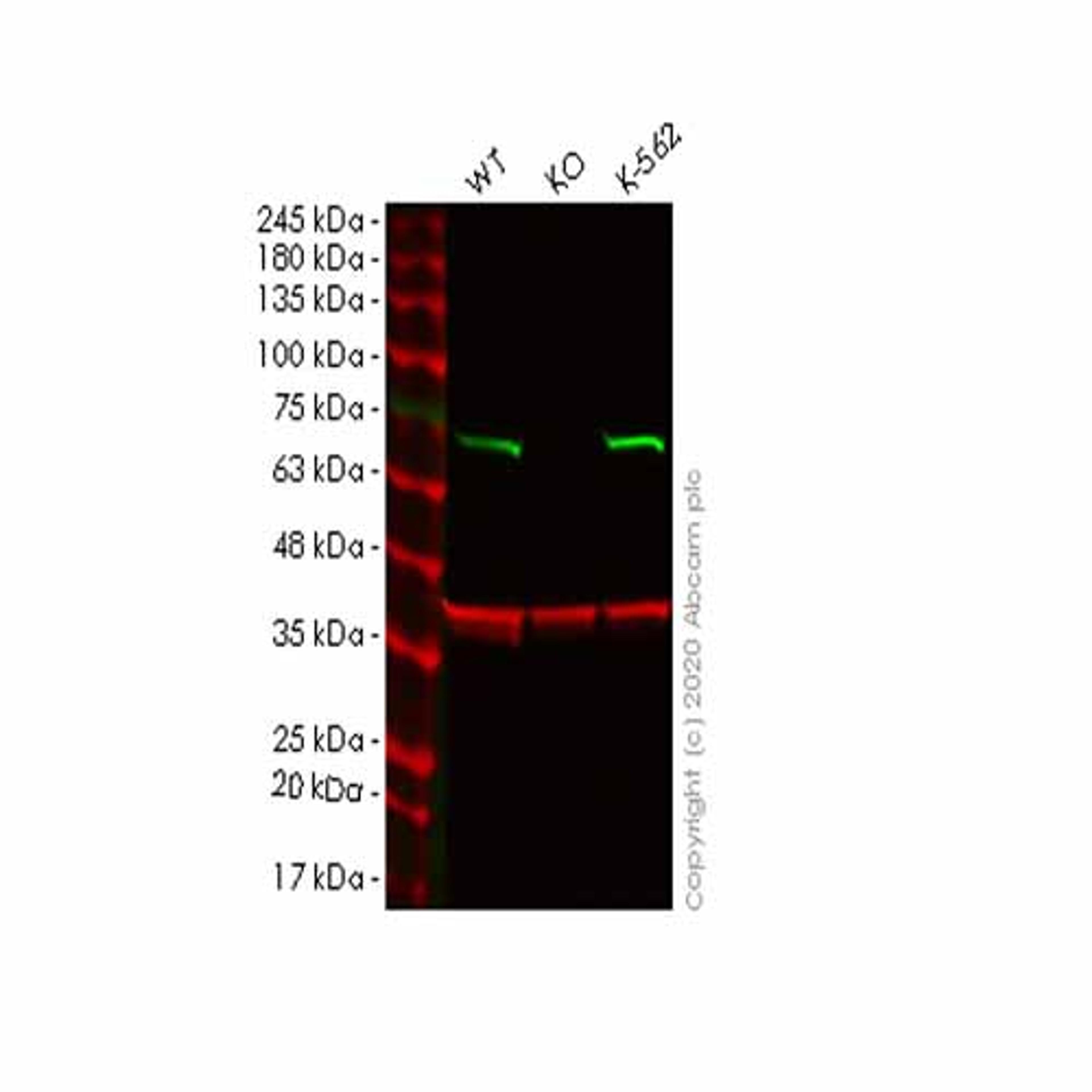 Human CSTF2 (CstF-64) knockout HeLa cell line - Abcam plc - Life Sciences