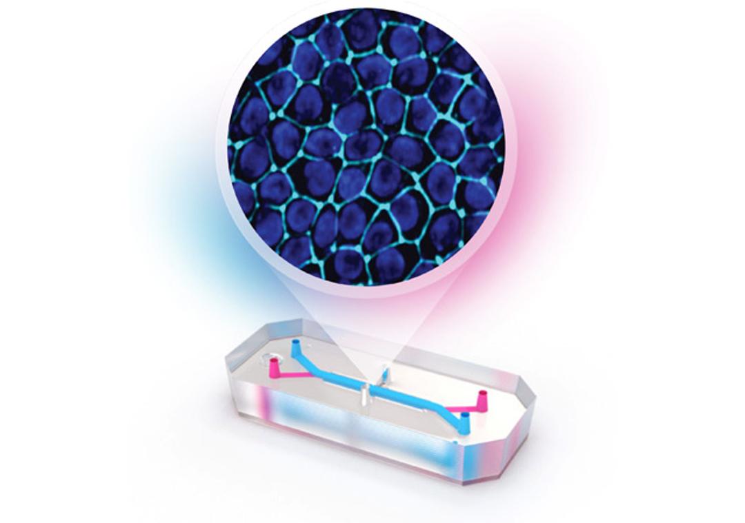 Proximal Tubule Kidney-Chip S1 BioKit (12-pack) - Emulate - Drug Discovery & Development