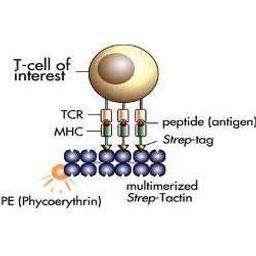 Fluorescent Streptamer® IBA BioTAGnology - IBA BioTAGnology - Life Sciences