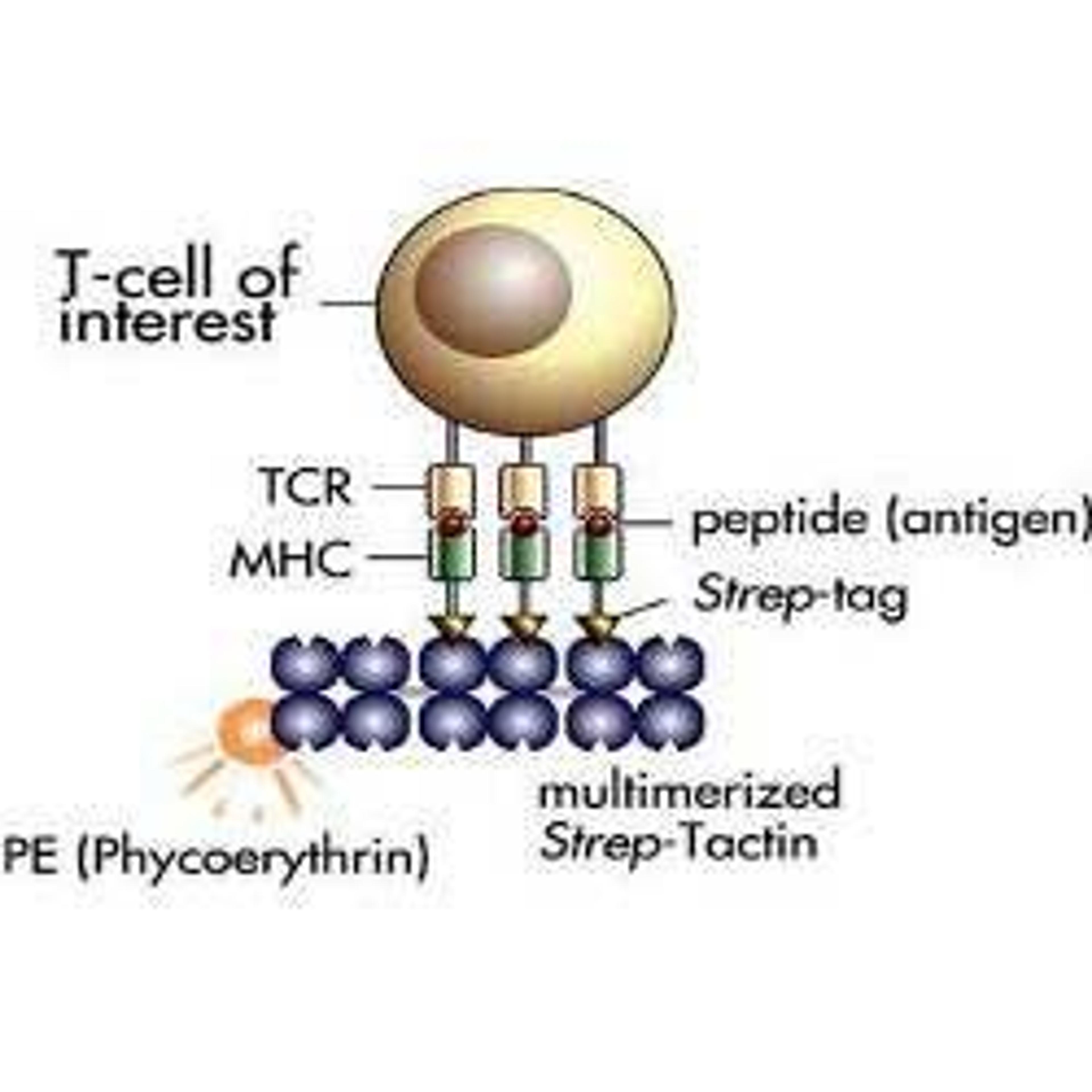 Fluorescent Streptamer® IBA BioTAGnology - IBA BioTAGnology - Life Sciences