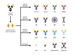 Antibody Engineering Services - Absolute Antibody - Life Sciences