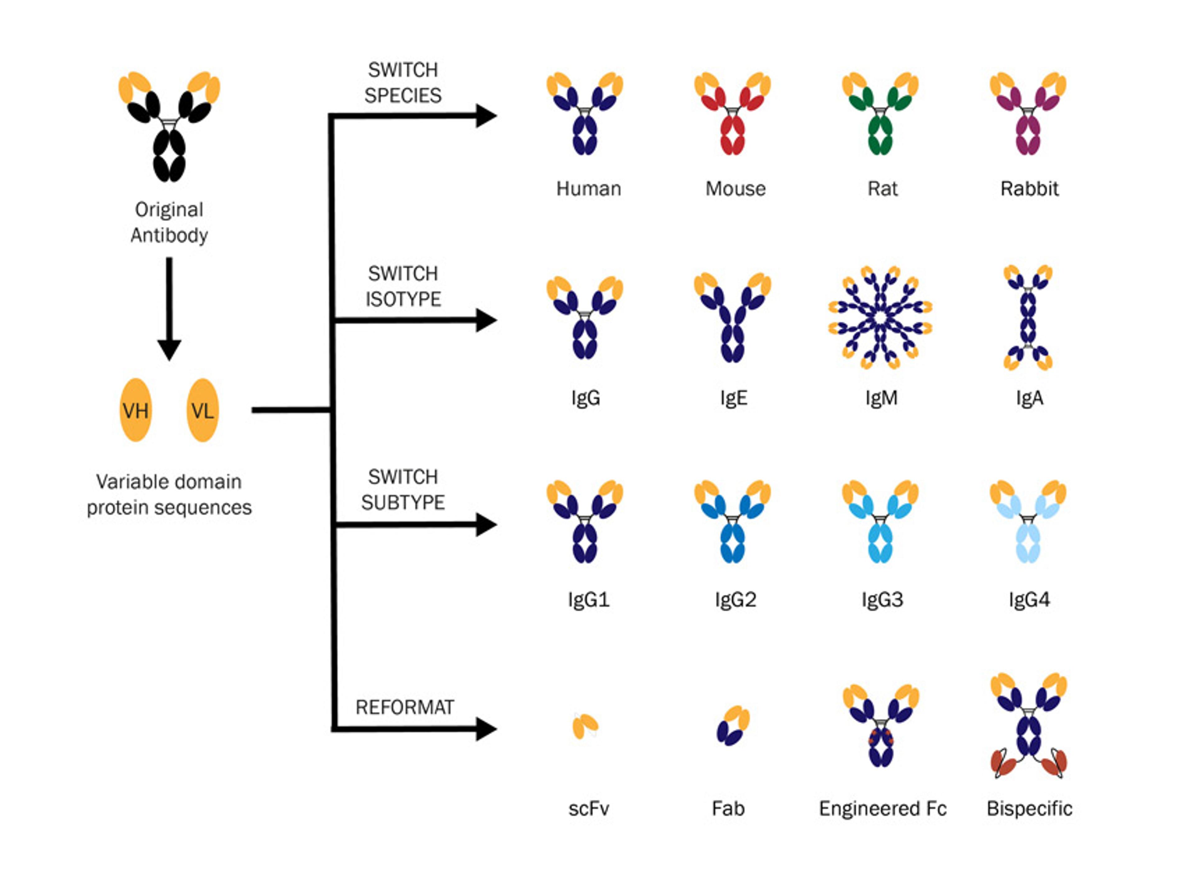 Antibody Engineering Services - Absolute Antibody - Life Sciences
