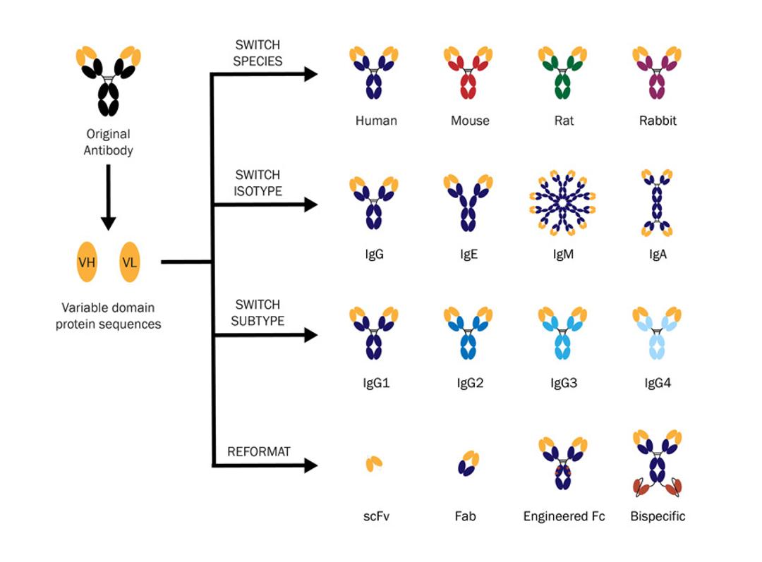 Antibody Engineering Services - Absolute Antibody - Life Sciences