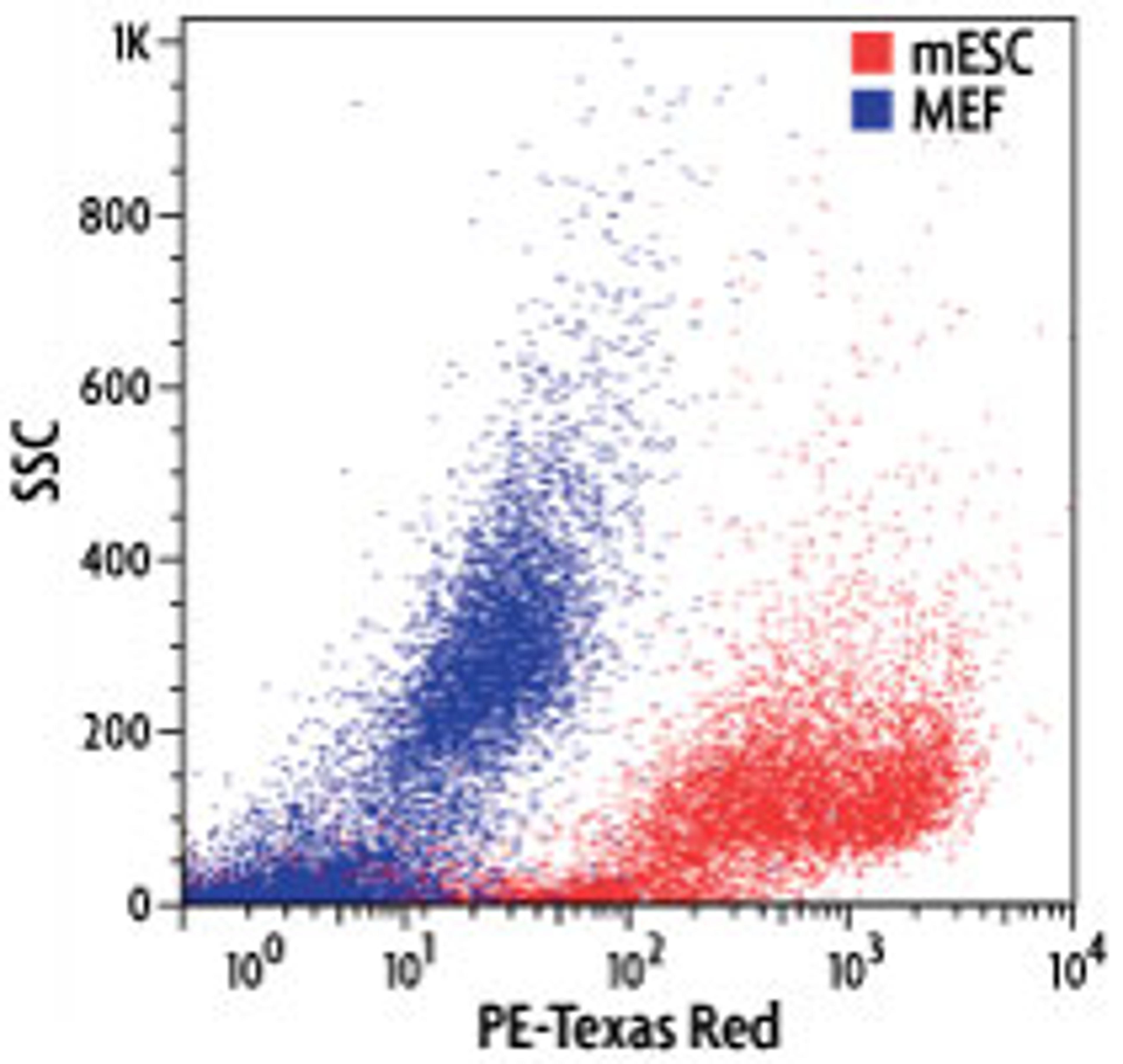 Stem Cell CDy1 Dye - Active Motif - Life Sciences