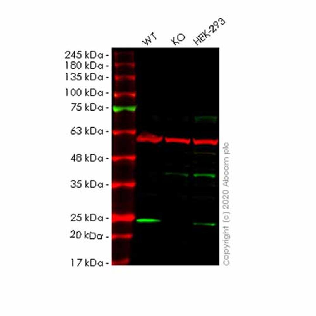Human RABAC1 (PRA1) knockout HeLa cell line - Abcam plc - Life Sciences