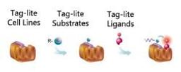 GPCR ligand binding with Tag-lite technology - Cisbio Bioassays - Life Sciences