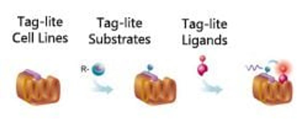 GPCR ligand binding with Tag-lite technology - Cisbio Bioassays - Life Sciences