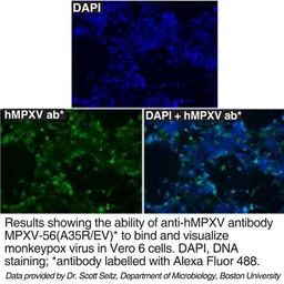 Anti-MPXV A35R (Clone: MPXV-56) - Leinco Technologies - Life Sciences