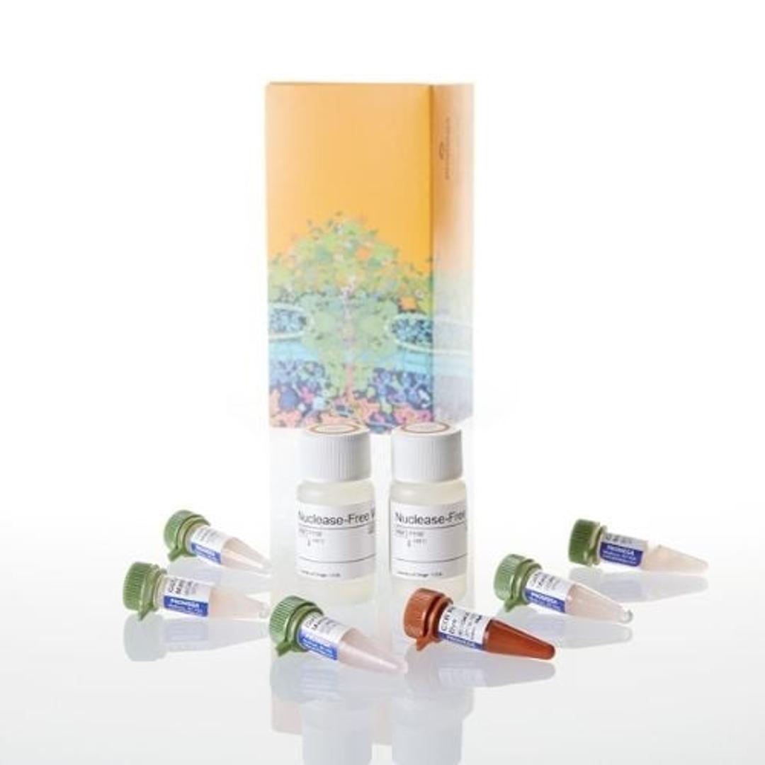 GoTaq® qPCR Master Mix - Promega Corp. - Life Sciences