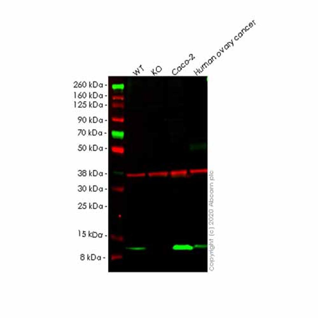 Human PCBD1 knockout HEK293T cell line - Abcam plc - Life Sciences