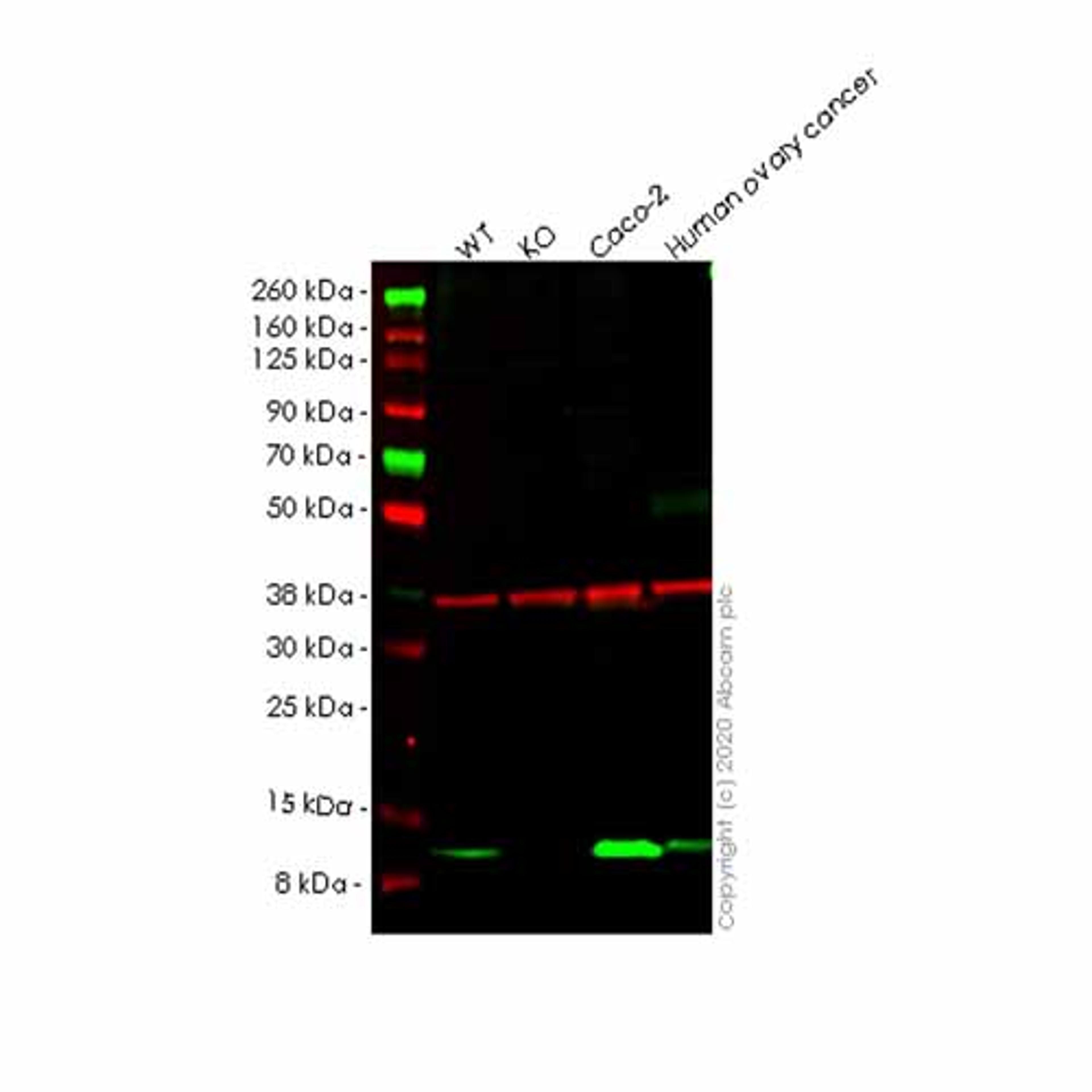 Human PCBD1 knockout HEK293T cell line - Abcam plc - Life Sciences