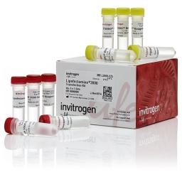 Invitrogen™ Lipofectamine® 3000 Transfection Reagent (5 x 1.5 mL) - Thermo Fisher Scientific - Life Sciences
