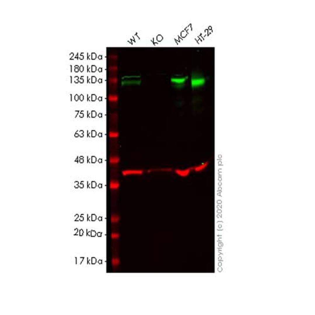 Human EPHB4 (Eph receptor B4/HTK) knockout HEK293T cell line - Abcam plc - Life Sciences