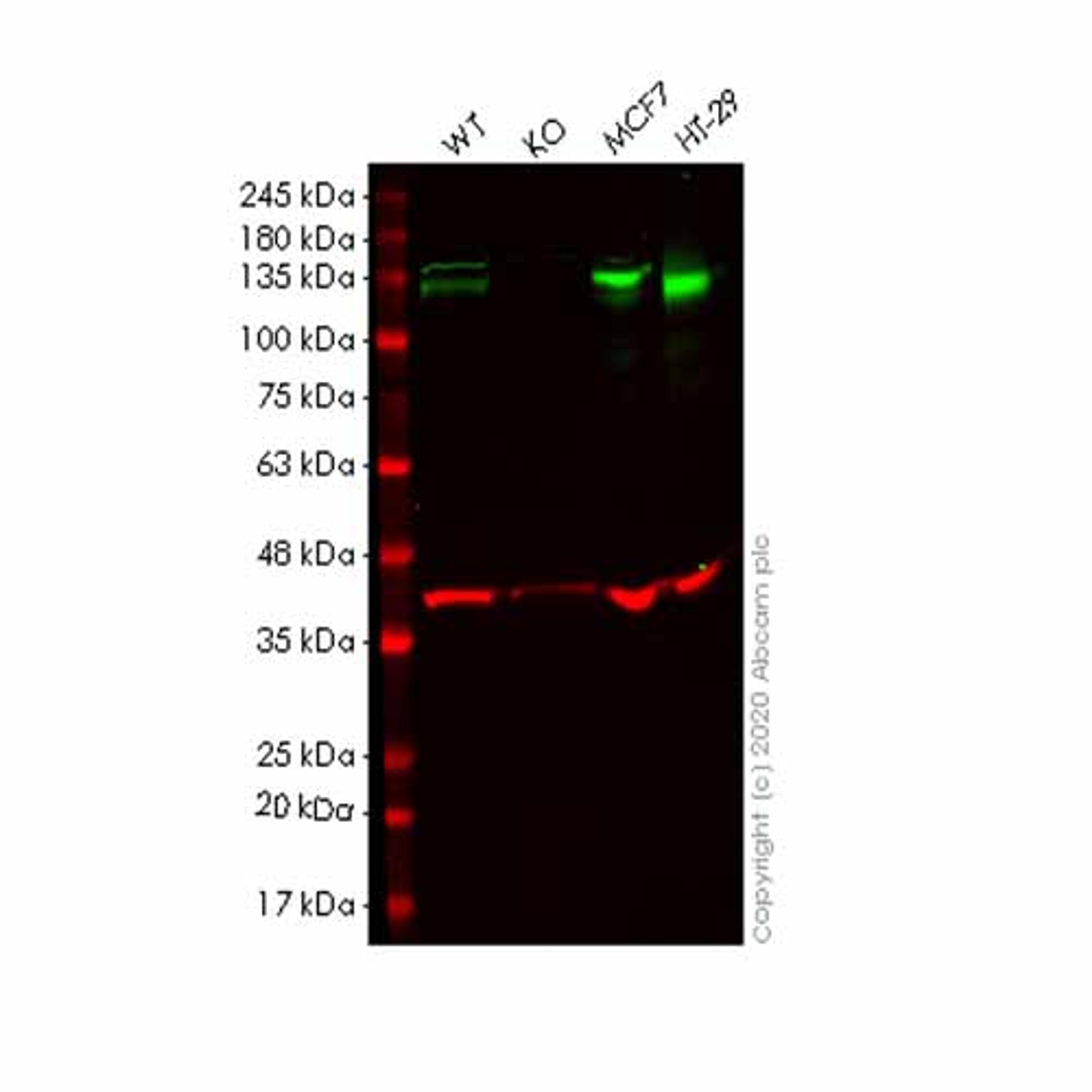 Human EPHB4 (Eph receptor B4/HTK) knockout HEK293T cell line - Abcam plc - Life Sciences