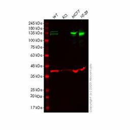 Human EPHB4 (Eph receptor B4/HTK) knockout HEK293T cell line - Abcam plc - Life Sciences