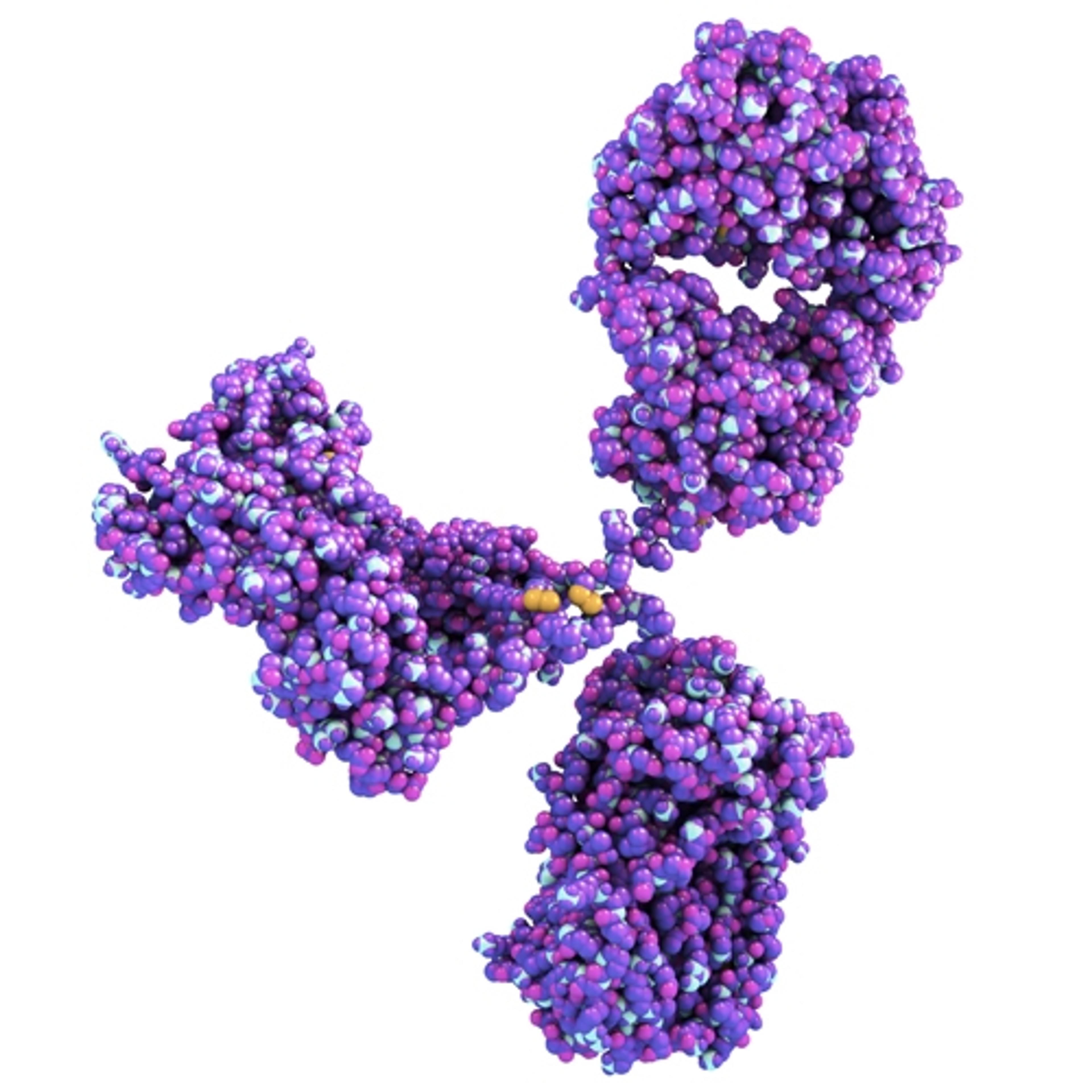 Mouse Anti SARS-CoV-2 Spike (S2) Antibody (0018) - The Native Antigen Company - Life Sciences