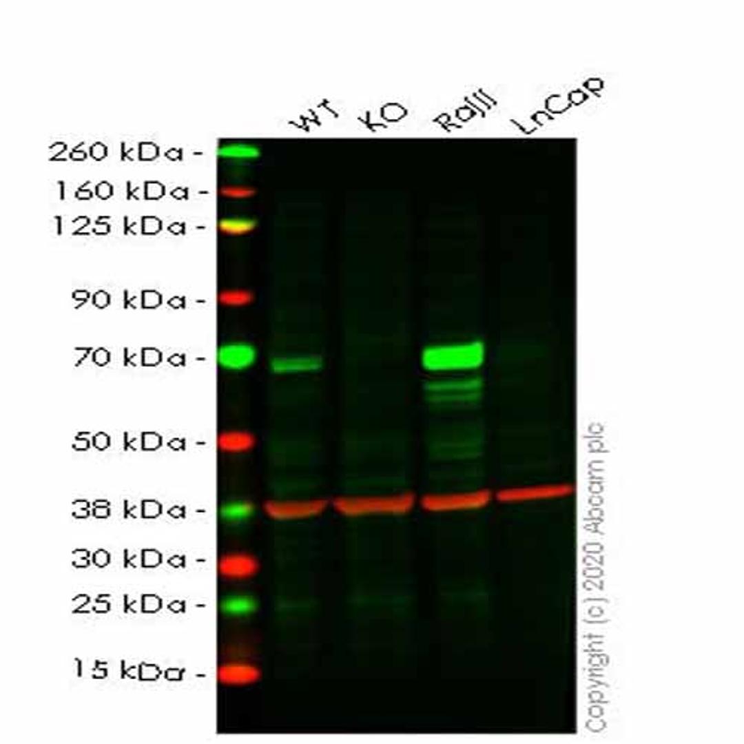 Human RELB (Rel B) knockout HeLa cell line - Abcam plc - Life Sciences