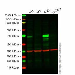 Human RELB (Rel B) knockout HeLa cell line - Abcam plc - Life Sciences