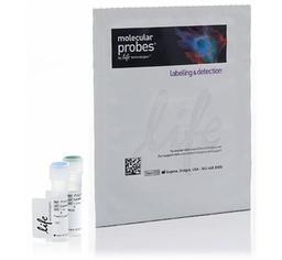 Invitrogen™ HCS CellMask™ Green Stain - Thermo Fisher Scientific - Life Sciences