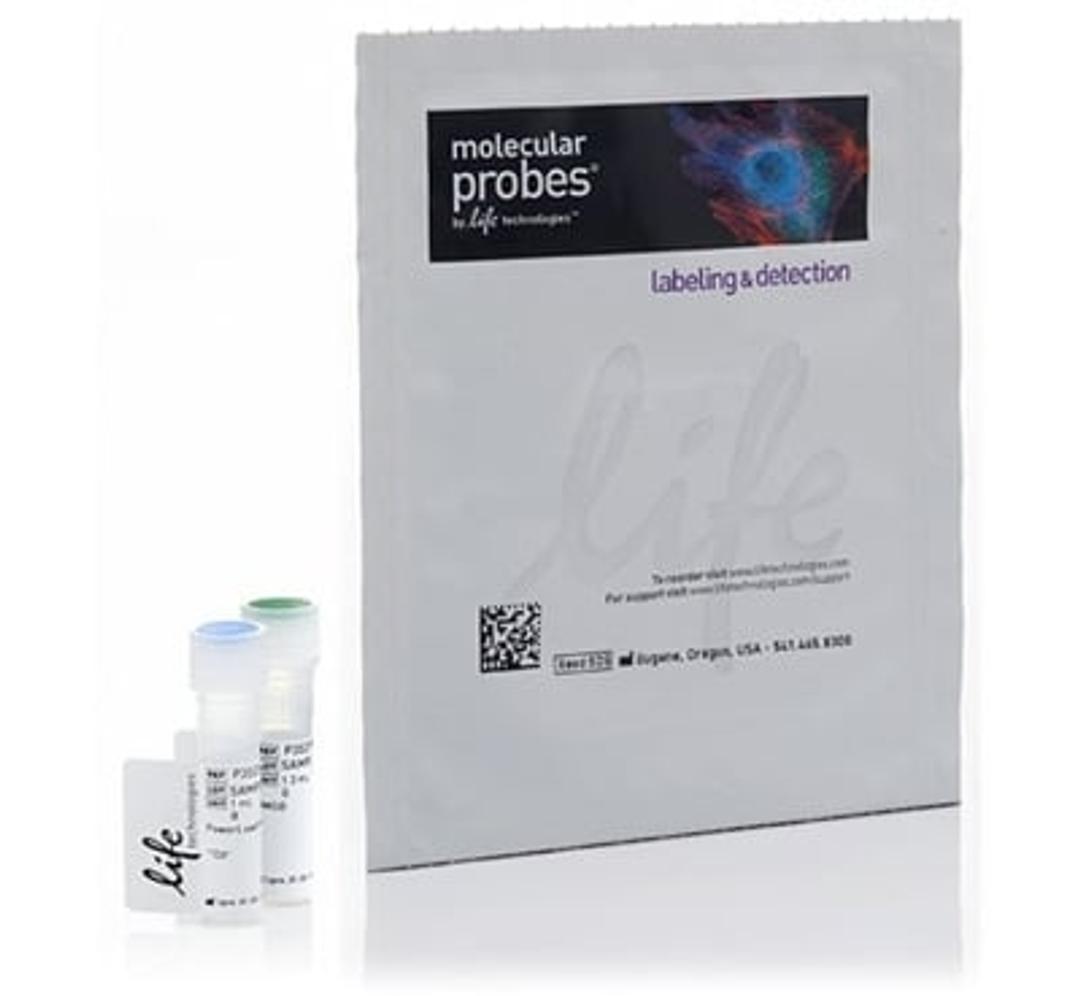 Invitrogen™ HCS CellMask™ Green Stain - Thermo Fisher Scientific - Life Sciences