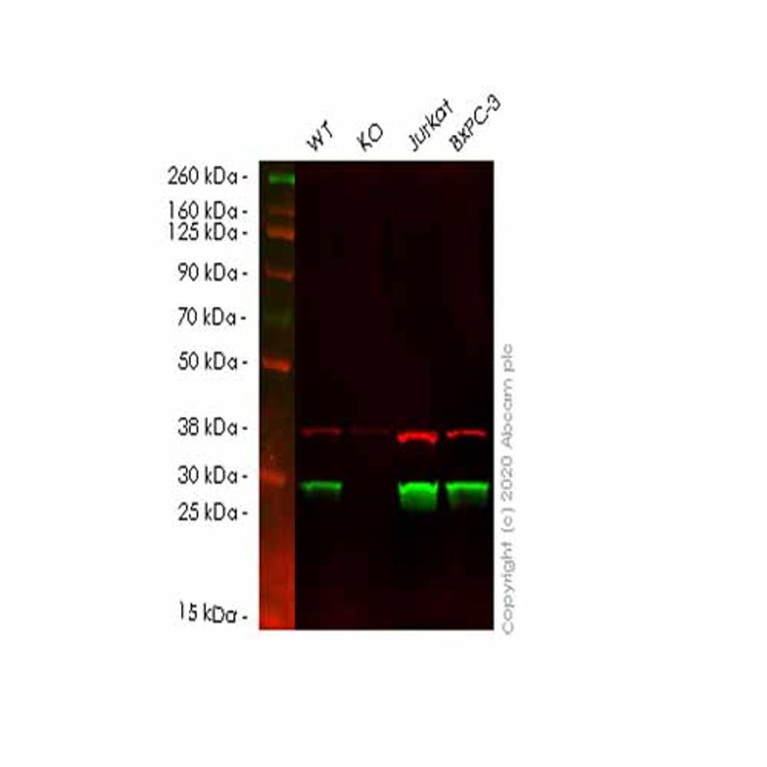 Human GSTO1 (glutathione S transferase Omega 1/p28) knockout HEK293T cell line - Abcam plc - Life Sciences