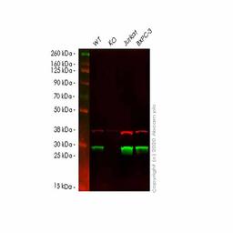 Human GSTO1 (glutathione S transferase Omega 1/p28) knockout HEK293T cell line - Abcam plc - Life Sciences