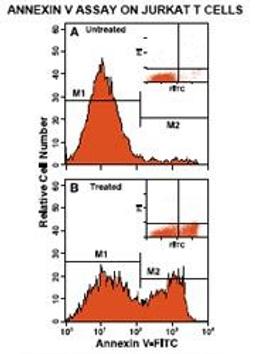 Annexin V : FITC Apoptosis Detection Kit I - BD Biosciences - Life Sciences
