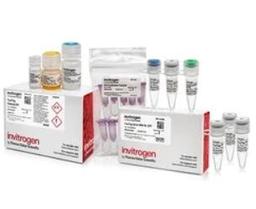 Invitrogen™ TrueTag™ Donor DNA Kits - Thermo Fisher Scientific - Life Sciences
