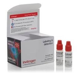 Invitrogen™ Propidium Iodide Ready Flow™ Reagent  - Thermo Fisher Scientific - Life Sciences