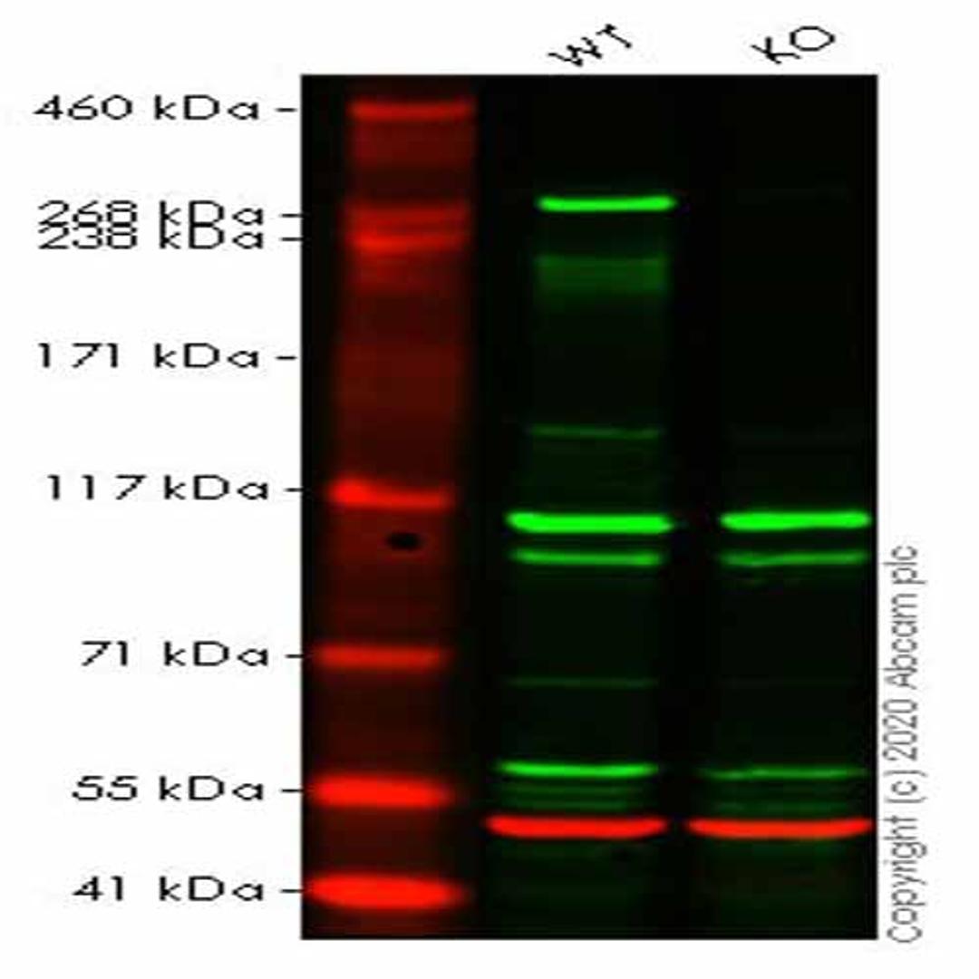 Human USP9X knockout HeLa cell line - Abcam plc - Life Sciences