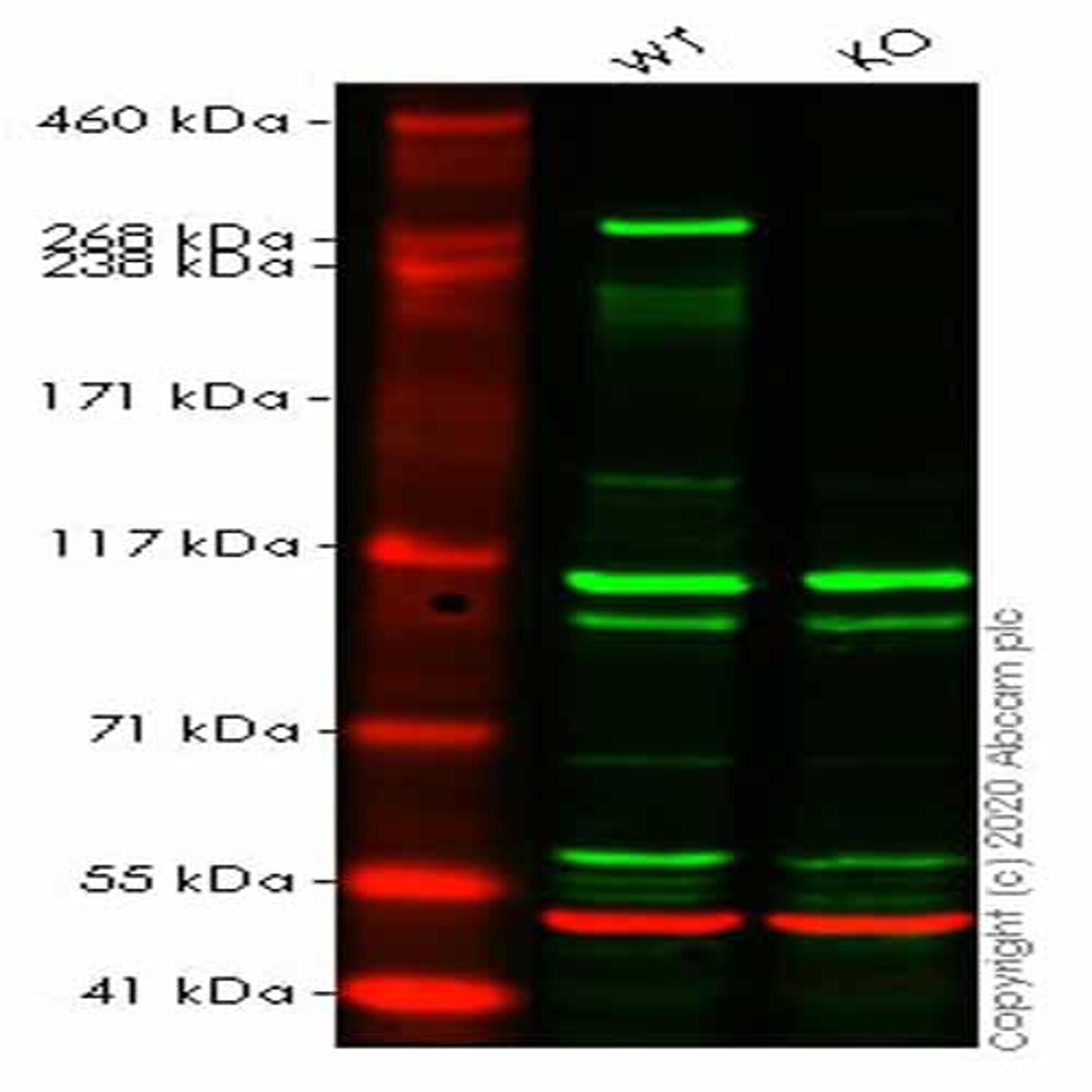 Human USP9X knockout HeLa cell line - Abcam plc - Life Sciences