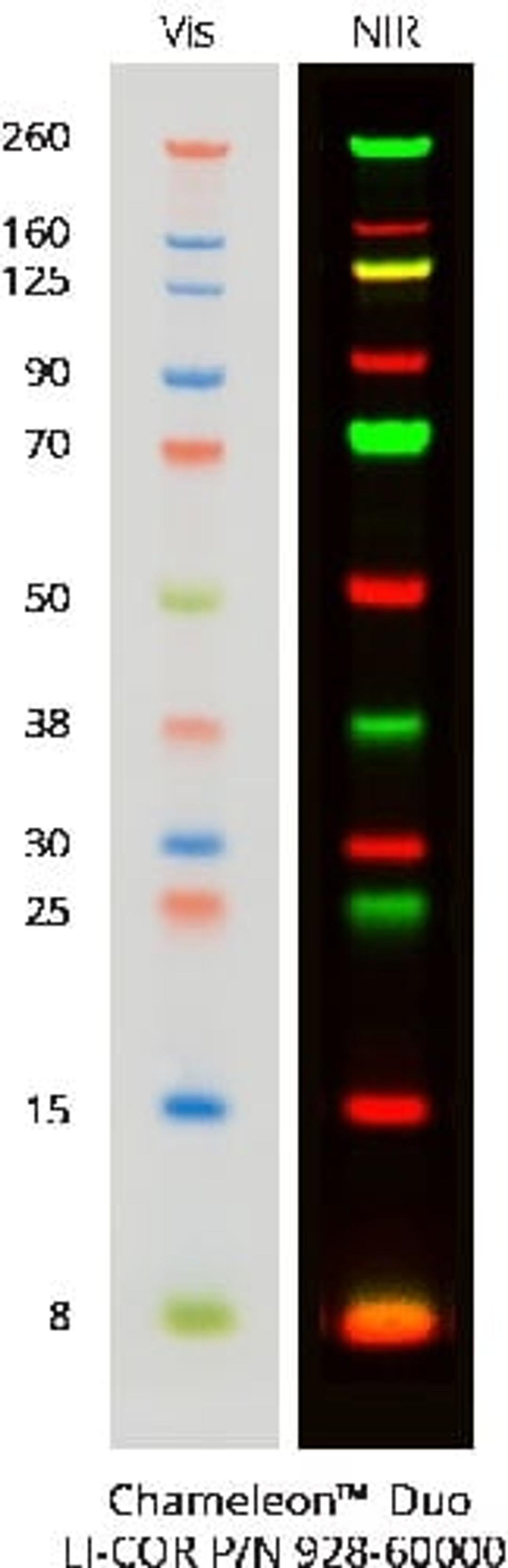 Chameleon Duo Pre-stained Protein Ladder - LICORbio - Life Sciences