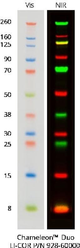 Chameleon Duo Pre-stained Protein Ladder - LICORbio - Life Sciences