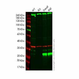 Human PSMB10 (MECL1) knockout HeLa cell line - Abcam plc - Life Sciences